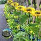 🎁LAST DAY SALE 49% OFF🔥Sunflower Solar Garden Stake Led Lights🌻